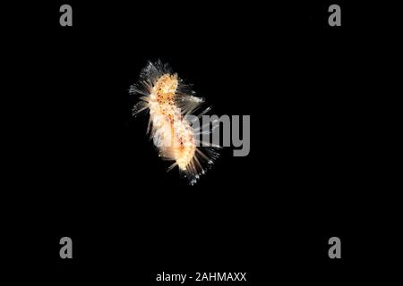 Gefährliche Meerestiere, Fireworm (Chloeia Parva), verursacht starken Juckreiz bei Berührung, Philippinen, Süd-Ost-Asien Stockfoto