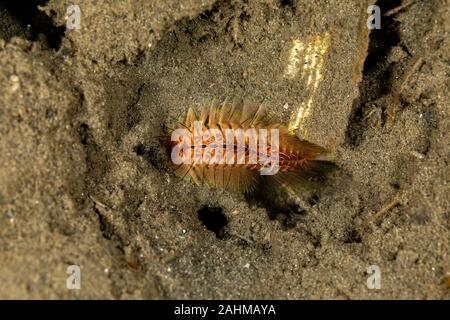 Feuer Wurm, Chloeia flava, Österreich, Philippinen Stockfoto