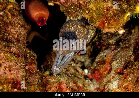 Das Mittelmeer Moray, manchmal auch als Römische Aal, muraena Helena Stockfoto