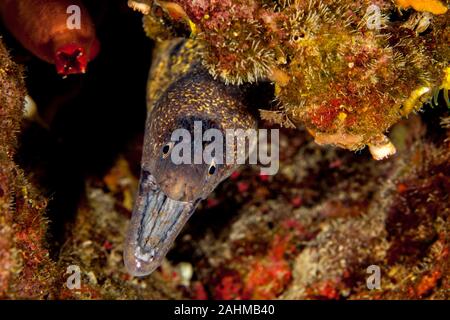 Das Mittelmeer Moray, manchmal auch als Römische Aal, muraena Helena Stockfoto