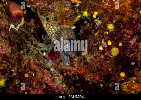 Das Mittelmeer Moray, manchmal auch als Römische Aal, muraena Helena Stockfoto