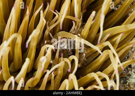 Seespinne, inachus phalangium und snakelocks Anemone Stockfoto