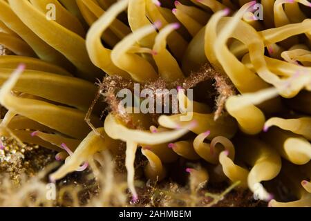 Seespinne, inachus phalangium und snakelocks Anemone Stockfoto