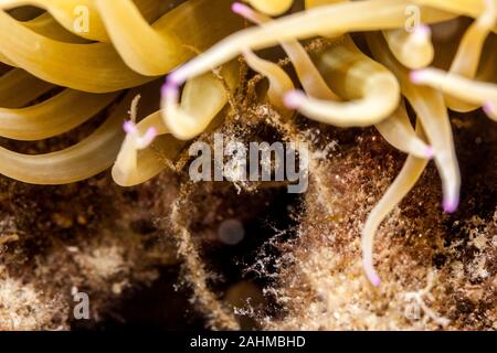 Seespinne, inachus phalangium und snakelocks Anemone Stockfoto