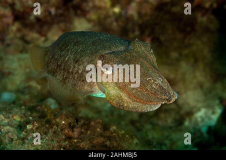 Gemeinsame Tintenfisch oder Gemeinsamen Europäischen Tintenfisch, Sepia officinalis Stockfoto