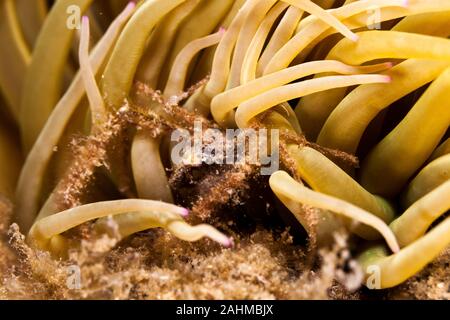 Seespinne, inachus phalangium und snakelocks Anemone Stockfoto