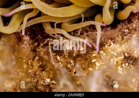 Seespinne, inachus phalangium und snakelocks Anemone Stockfoto