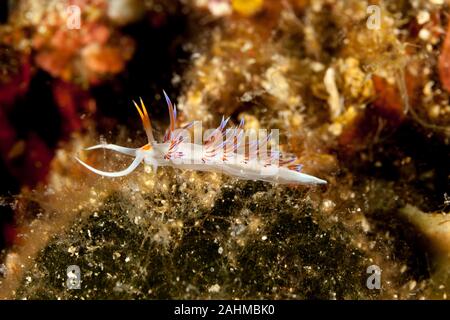 Schönen Mittelmeer nacktschnecke Elysia Peregrina Stockfoto