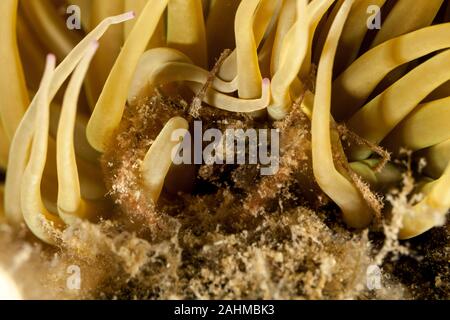 Seespinne, inachus phalangium und snakelocks Anemone Stockfoto