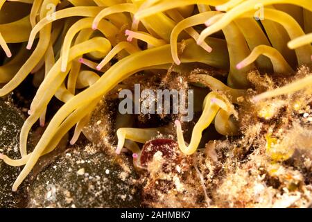 Seespinne, inachus phalangium und snakelocks Anemone Stockfoto