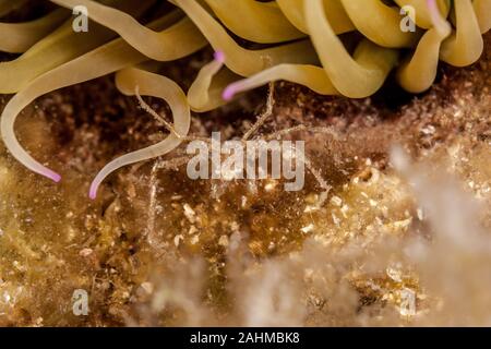 Seespinne, inachus phalangium und snakelocks Anemone Stockfoto