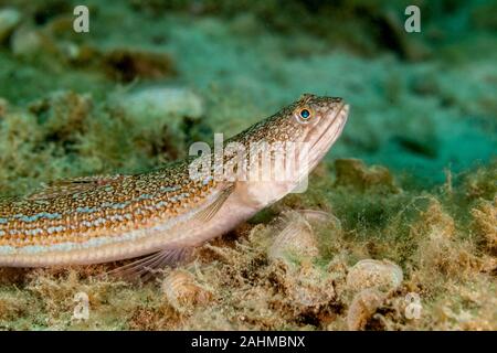 Der Atlantik lizardfish, Synodus saurus, ist eine Pflanzenart aus der Gattung der lizardfish, die in erster Linie lebt im östlichen Atlantik Stockfoto