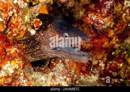 Das Mittelmeer Moray, manchmal auch als Römische Aal, muraena Helena Stockfoto