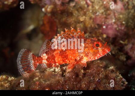 Madeira Drachenköpfe, Scorpaena maderensis Stockfoto