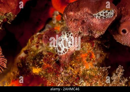 Leopard Star Schnecke oder Kuh Schnecke, Peltodoris atromaculata, Idalia atromaculata Stockfoto