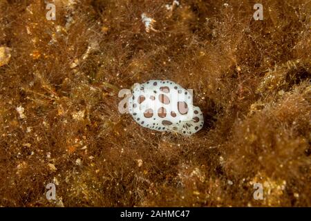 Leopard Star Schnecke oder Kuh Schnecke, Peltodoris atromaculata, Idalia atromaculata Stockfoto