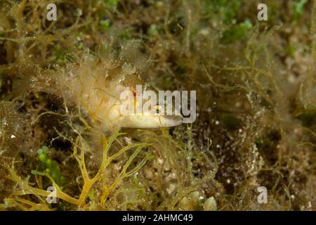 Lembeh Lippfisch, Symphodus ocellatus Stockfoto