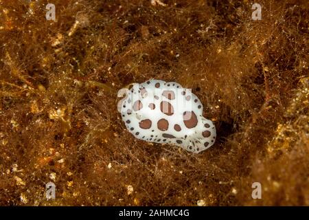 Leopard Star Schnecke oder Kuh Schnecke, Peltodoris atromaculata, Idalia atromaculata Stockfoto