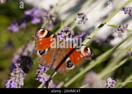 Europäische Peacock, Nymphalis io, sitzen auf den Lavendel Stockfoto