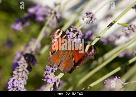 Europäische Peacock, Nymphalis io, sitzen auf den Lavendel Stockfoto