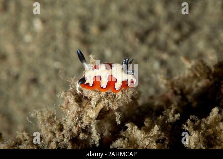 Gläubigen Sea Slug, Doris fidelis, Chromodoris fidelis Stockfoto