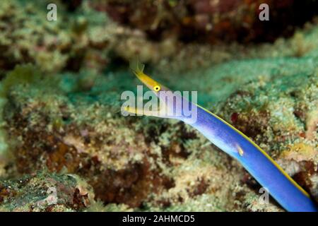 BlueRibbon Aal (männlich) - Rhinomuraena quaesita Stockfoto