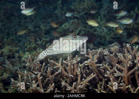 Scrawled Filefish, broomtail scribbled filefish oder Lederjacke, Aluterus skriptingunterbrechung Stockfoto