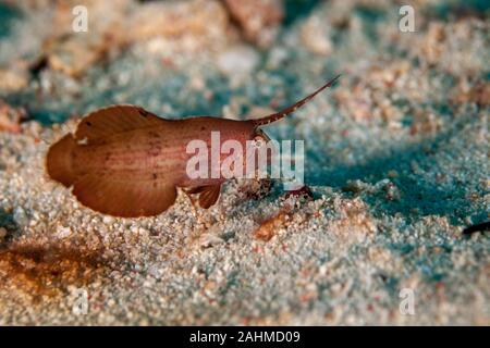 Juvenile Peacock Razorfish auf sandigen Boden - Iniistius Xyrichtys pavo Pavo, Stockfoto