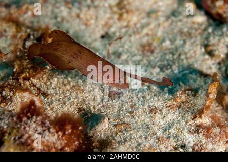 Juvenile Peacock Razorfish - Iniistius Xyrichtys pavo Pavo, Stockfoto