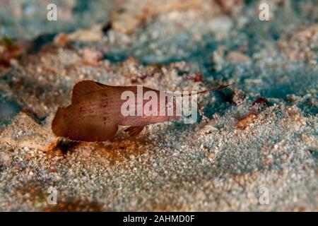 Juvenile Peacock Razorfish - Iniistius Xyrichtys pavo Pavo, Stockfoto