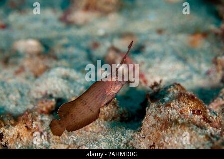 Juvenile Peacock Razorfish - Iniistius Xyrichtys pavo Pavo, Stockfoto