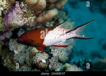 Die lyretailed hogfish, oder Bodianus anthiodes, ist eine Pflanzenart aus der Gattung der lippfisch Bodianus Stockfoto