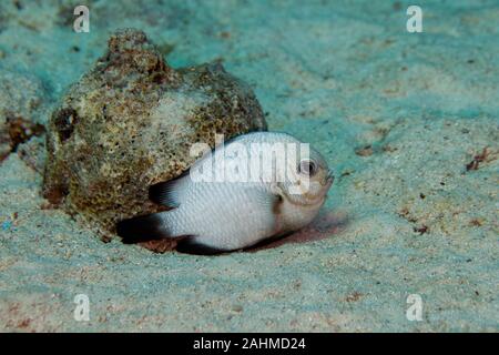 Die threespot dascyllus (Dascyllus Trimaculatus), auch als Domino Dirne oder einfach Domino genannt, ist eine Pflanzenart aus der Familie der Riffbarsche Pomacen Stockfoto