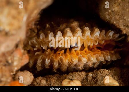 Lima Lima oder die stachelige fileclam, ist eine Muschelart aus der Familie Limidae Stockfoto