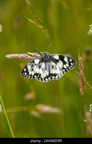 Männliche Schachbrettfalter Melanargia galathea Schmetterling auf Chiltern Hills Dollars Stockfoto