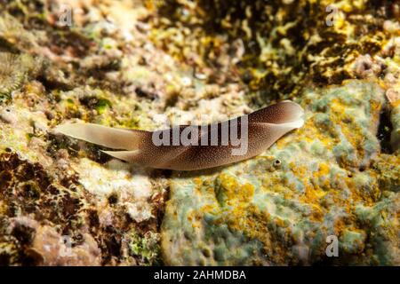 Schöne Headshield Slug, chelidonura Amoena Stockfoto