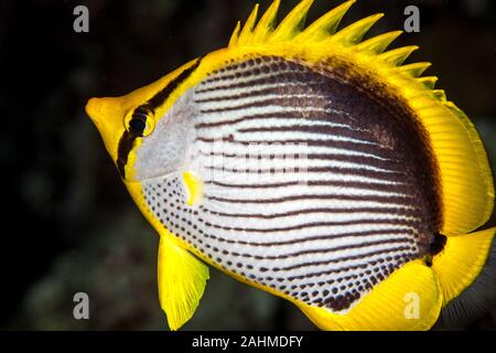 Blackback Falterfische, Chaetodon melannotus Stockfoto