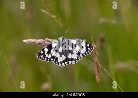 Männliche Schachbrettfalter Melanargia galathea Schmetterling auf Chiltern Hills Dollars Stockfoto