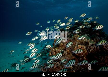 Die scissortail Sergeant oder striptailed Riffbarsche, Abudefduf sexfasciatus Stockfoto