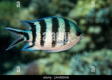 Die scissortail Sergeant oder striptailed Riffbarsche, Abudefduf sexfasciatus Stockfoto