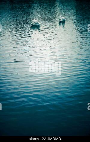 zwei Höckerschwäne in einem See Stockfoto