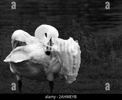 Trumpeter swan Putzen stehend Stockfoto
