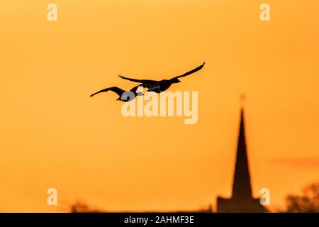 Southport, Merseyside, 31. Dezember 2019. Einen schönen Sonnenaufgang spiegelt sich die Überschwemmungsgebiete der Marshside, Southport, als Rosa Gänse warme selbst in die wärmenden Sonnenstrahlen. Dieses fantastische Feuchtgebiet Ort liegt nördlich von Southport Town Center und hat einige der besten Wildlife in der Region, mit erstaunlichen Jahr anzeigen. Im Sommer können Sie vor Ort nisten Vögel wie Säbelschnäbler und Kiebitze, während der Himmel mit rosa-Gänse und Wigeons im Winter zu füllen. Credit: cernan Elias/Alamy leben Nachrichten Stockfoto