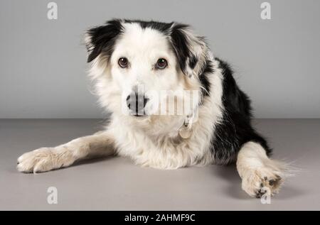 Border Collie fotografiert in Großbritannien. Stockfoto