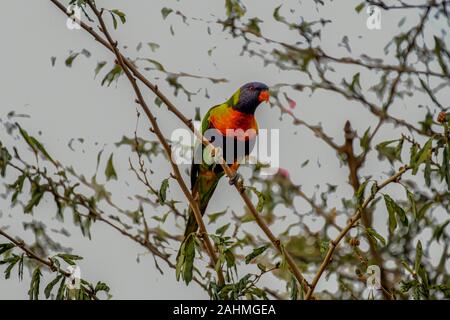 Eine bunte Rainbow Lorikeet, Trochoglossus Haematodus, sitzen auf dem Baum Stockfoto