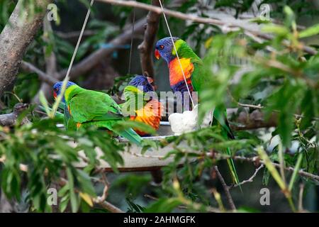 Rainbow Lorikeet Papageien, trichoglossus Haematodus, Fütterung von Schüssel hängen im Baum Stockfoto