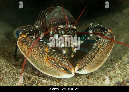 Europäische Hummer oder gemeinsamen Hummer Homarus gammarus Stockfoto