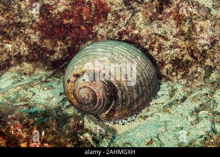Fassschnecken Seeschnecke, Tonna Galea Stockfoto