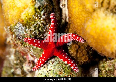 Fromia ghardaqana, common name Ghardaqa Sea Star, ist eine Pflanzenart aus der Gattung der marine Seestern in der Familie Goniasteridae Stockfoto