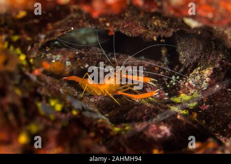 Mittelmeer Korallen Garnele Stenopus spinosus Stockfoto